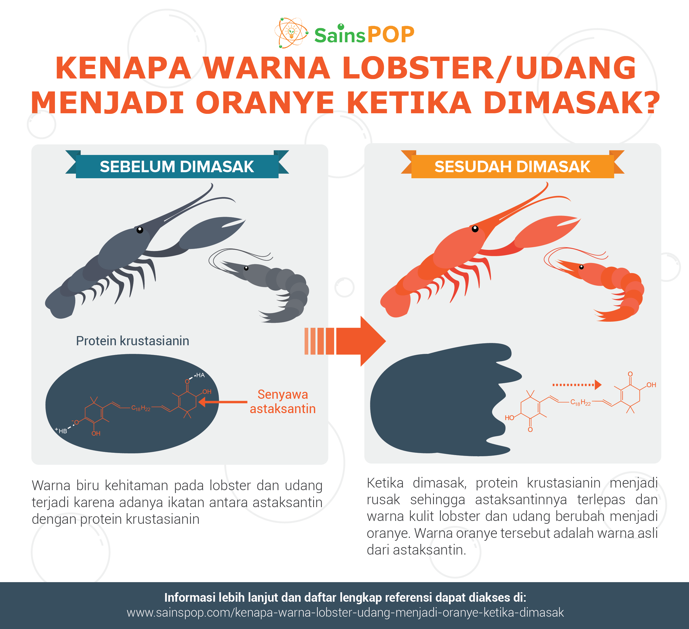 Kenapa Warna Lobster Udang Menjadi Oranye Ketika Dimasak SainsPop