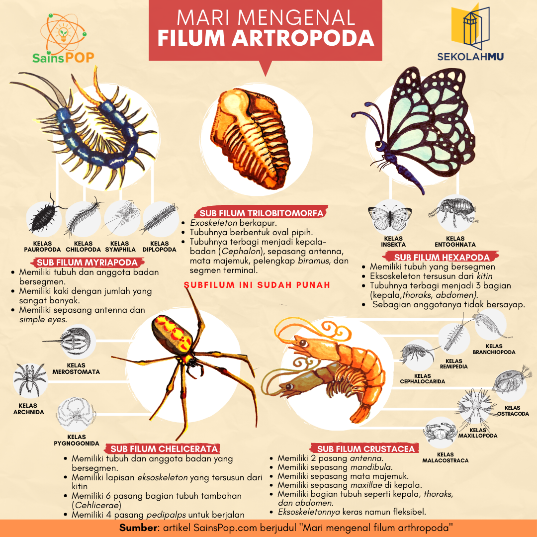 Filum Artropoda: Karakteristik Dan Klasifikasi - SainsPop