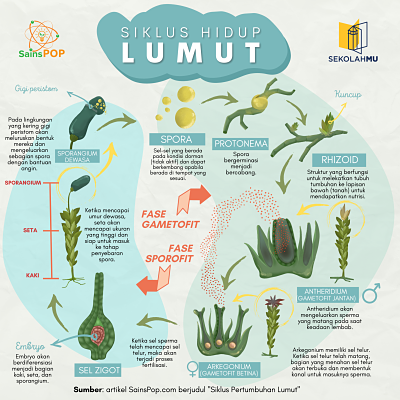 Siklus Pertumbuhan Lumut Sainspop