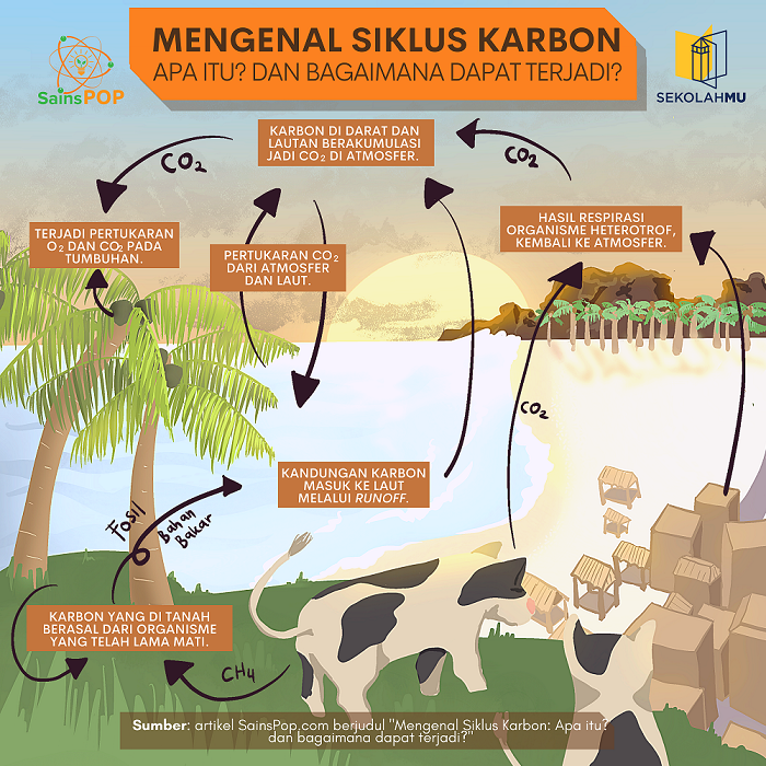 Mengenal Siklus Karbon Apa Itu Dan Bagaimana Dapat Terjadi Sainspop - Riset