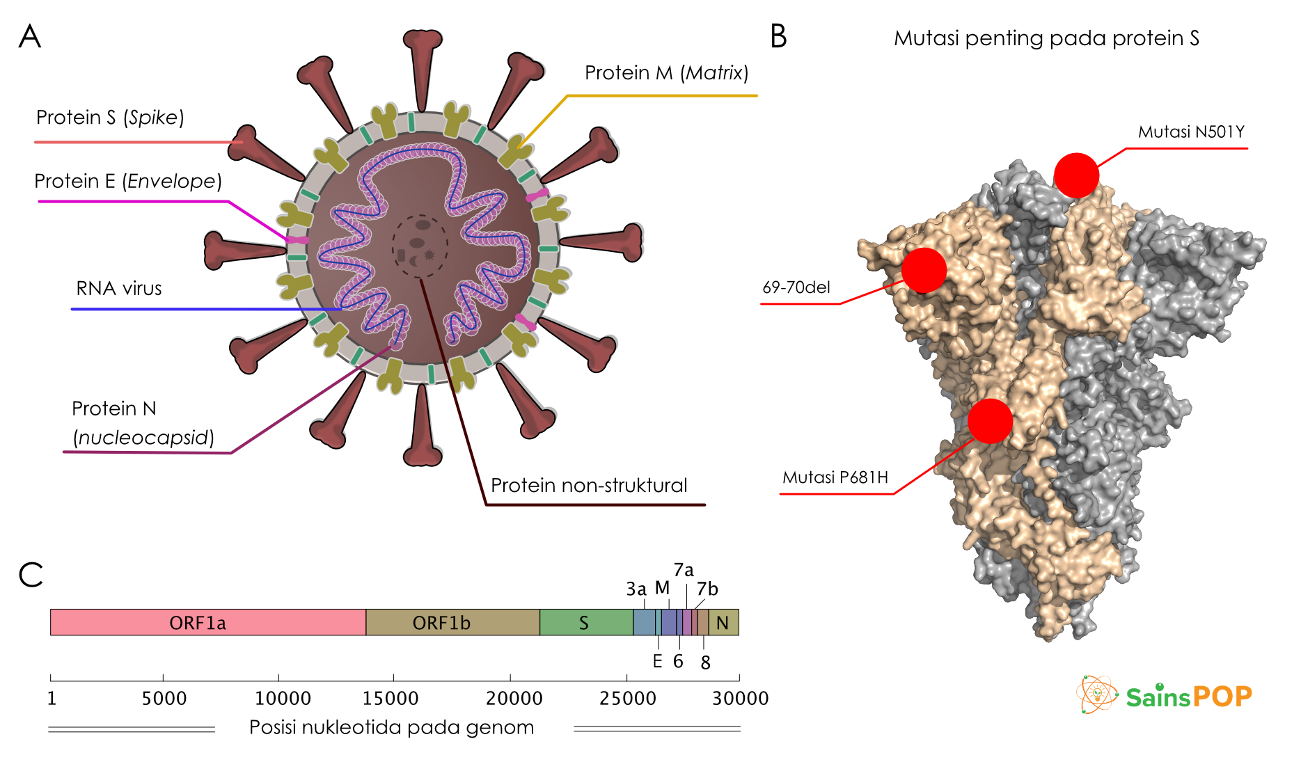 Varian Baru Virus Penyebab COVID-19 Dari Inggris - SainsPop